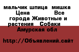 мальчик шпица (мишка) › Цена ­ 55 000 - Все города Животные и растения » Собаки   . Амурская обл.